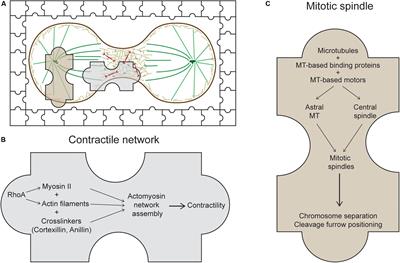 The Unusual Suspects in Cytokinesis: Fitting the Pieces Together